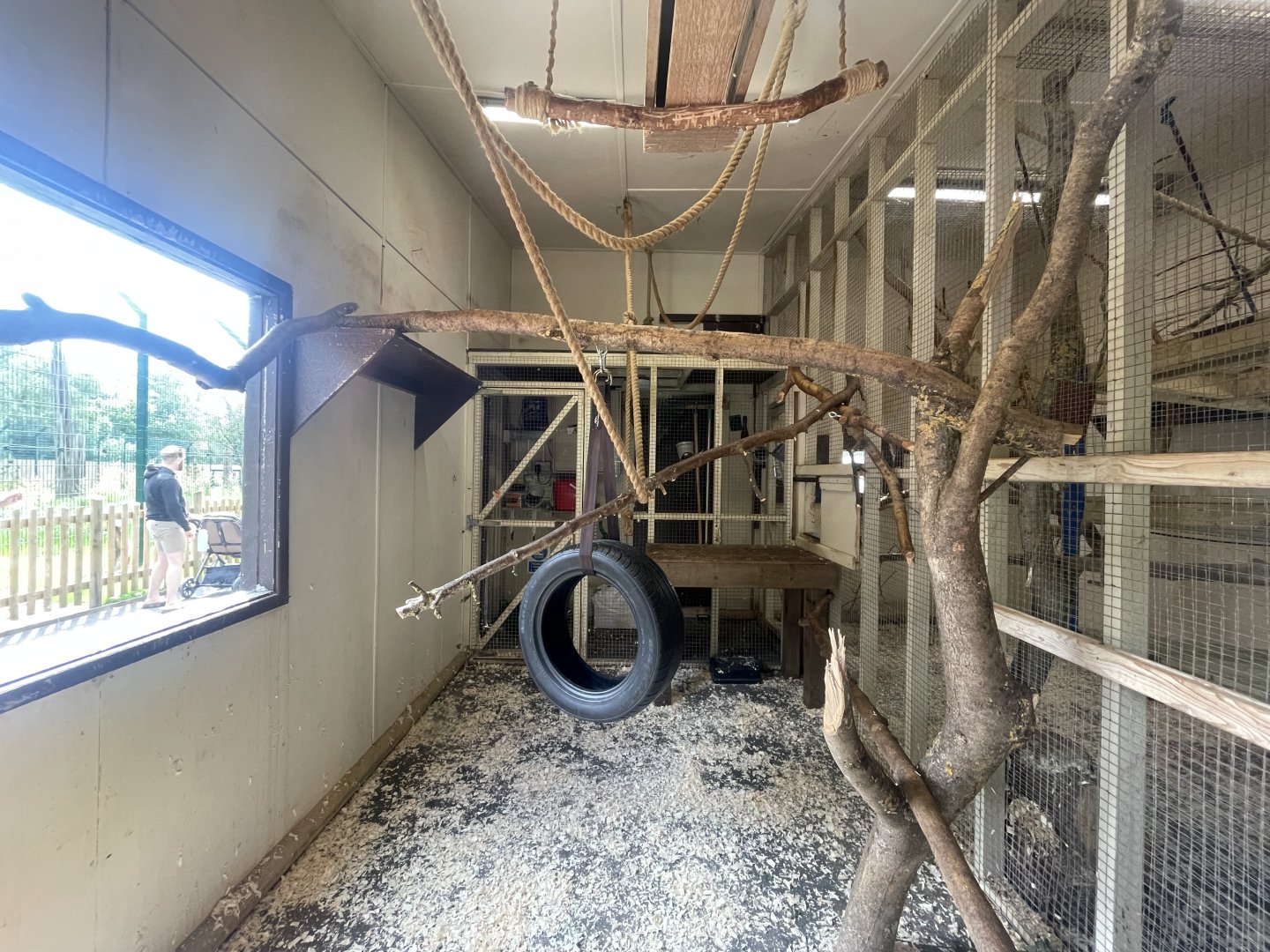 Black Howler Monkey Indoor Exhibit