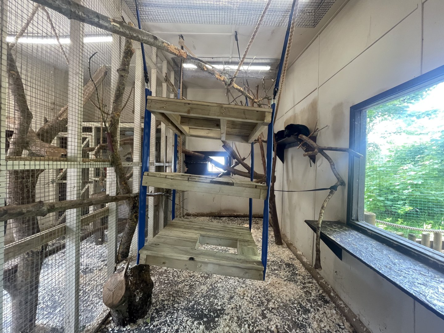 Black Howler Monkey Indoor Exhibit