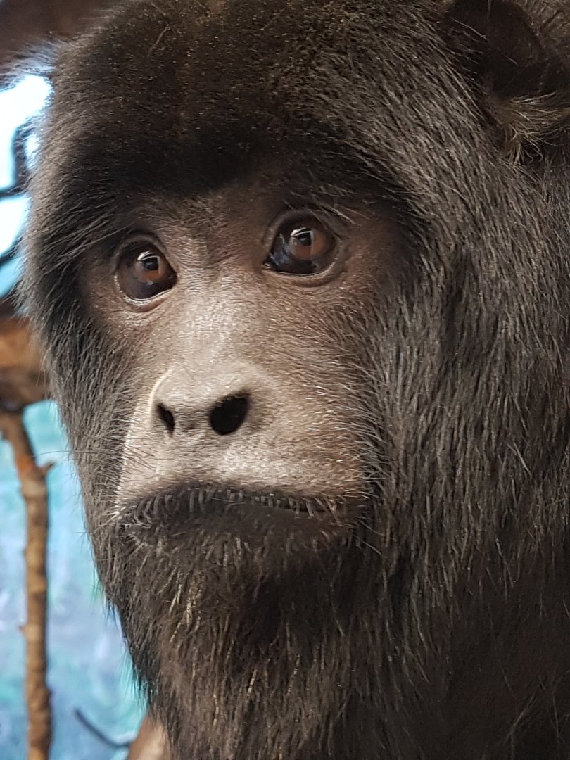 Black howler monkey male