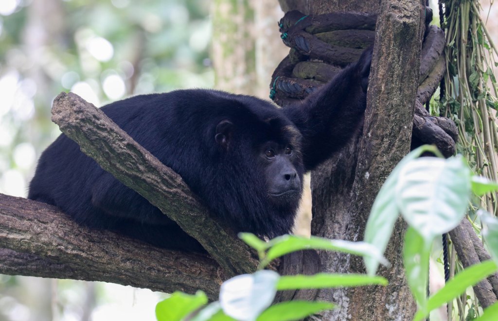 Black Howler Monkey male