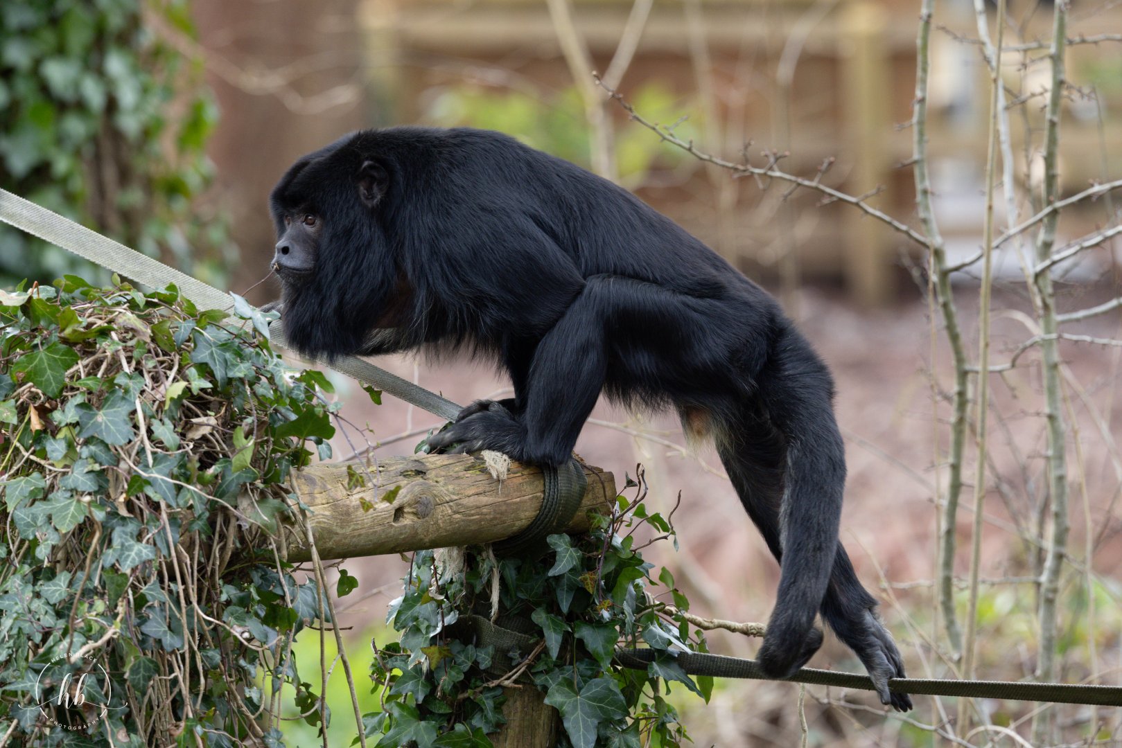 Black Howler Monkey / Paignton / 15-3-24