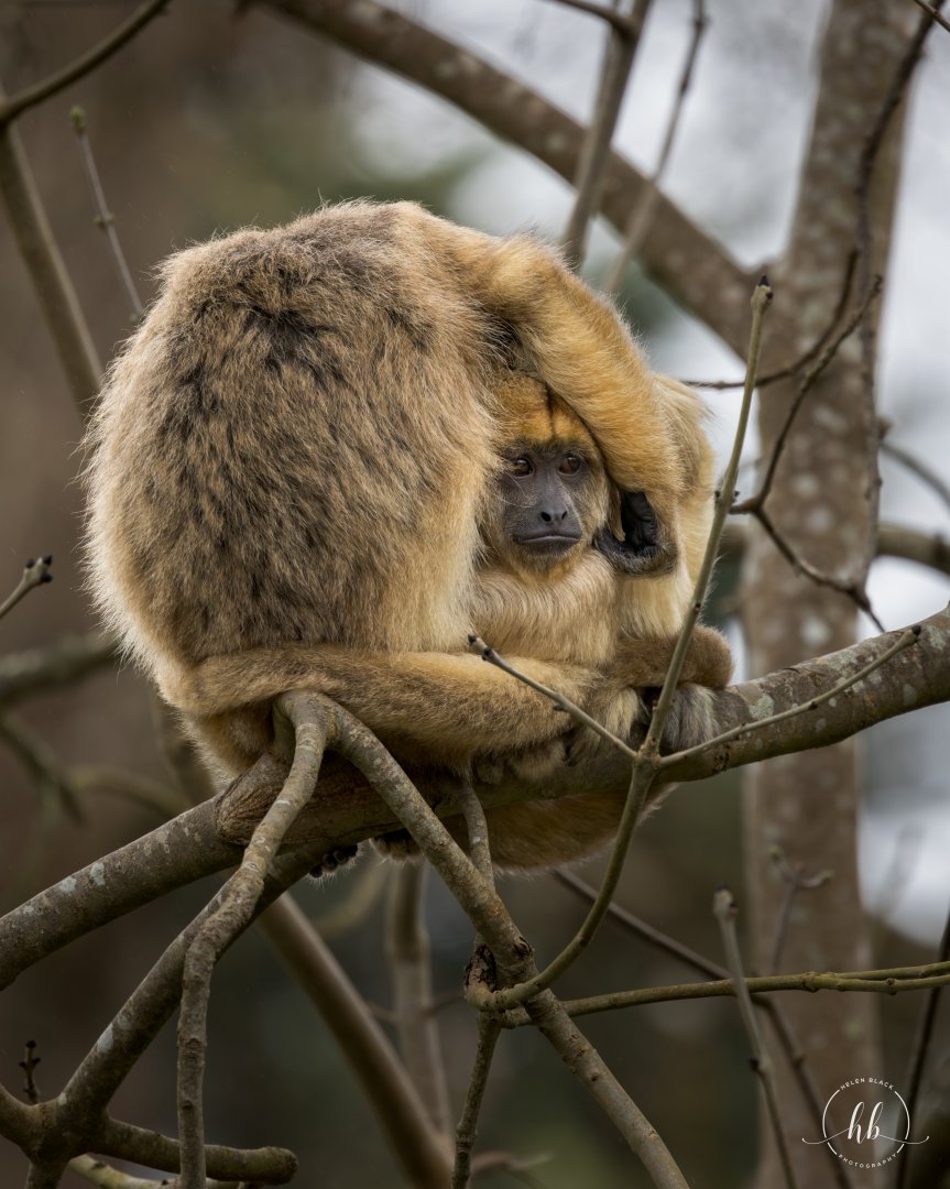 Black Howler Monkey / Paignton / 15-3-24