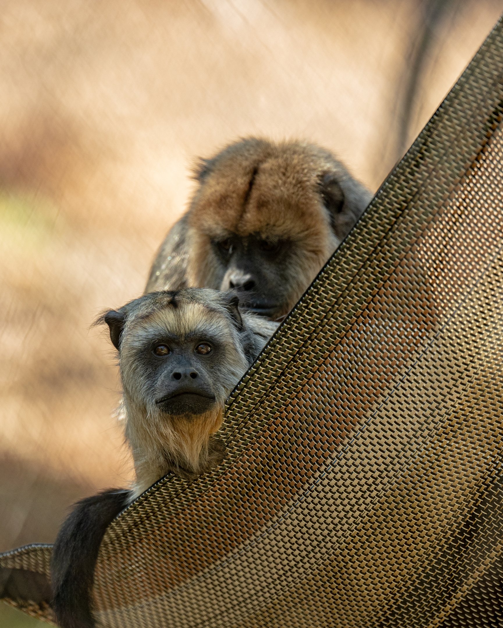 Black Howler Monkey pair