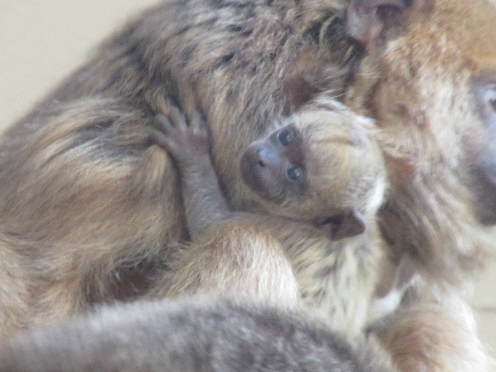 Black Howler Monkey - Second Baby