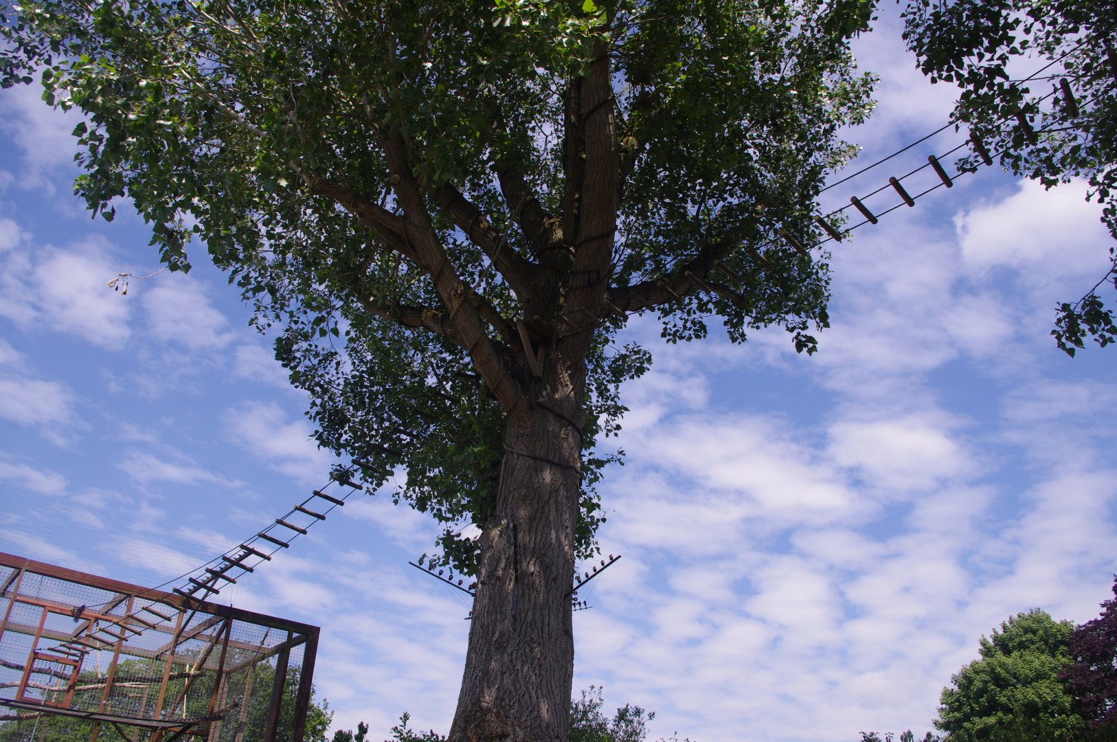 Black Howler monkey tree- 3/6/2022