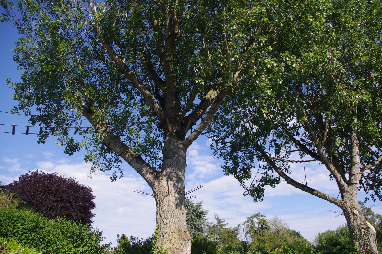 Black Howler Monkey trees- 3/6/2022