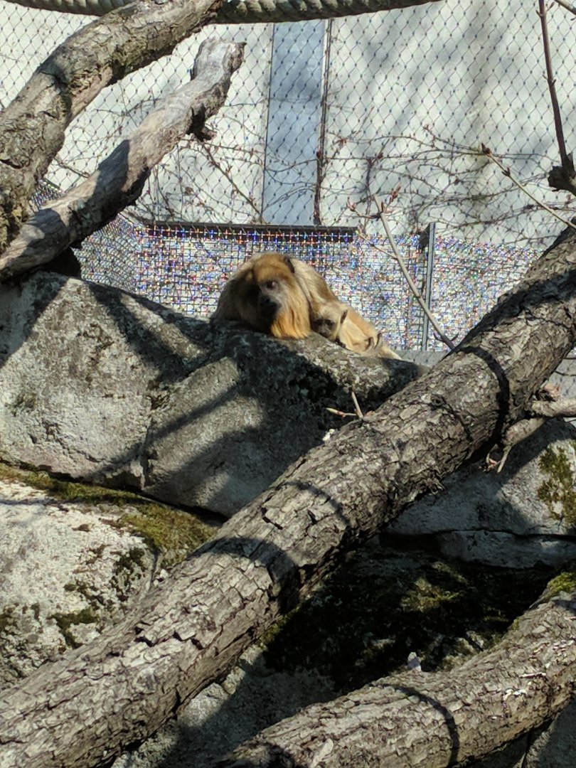 Black Howler Monkey with Baby