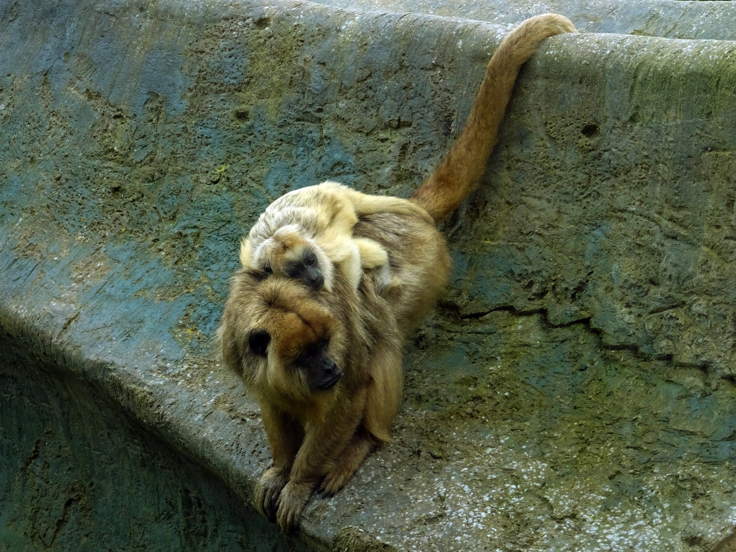 Black Howler Monkey with young