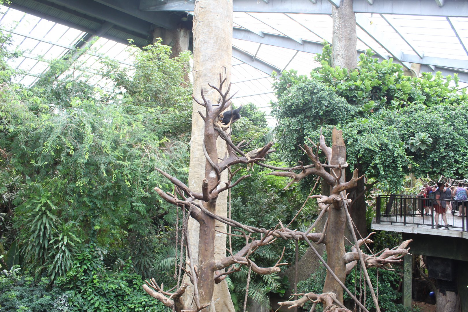 Black Howler Monkey & Wolf's Guenon Exhibit - Lied Jungle