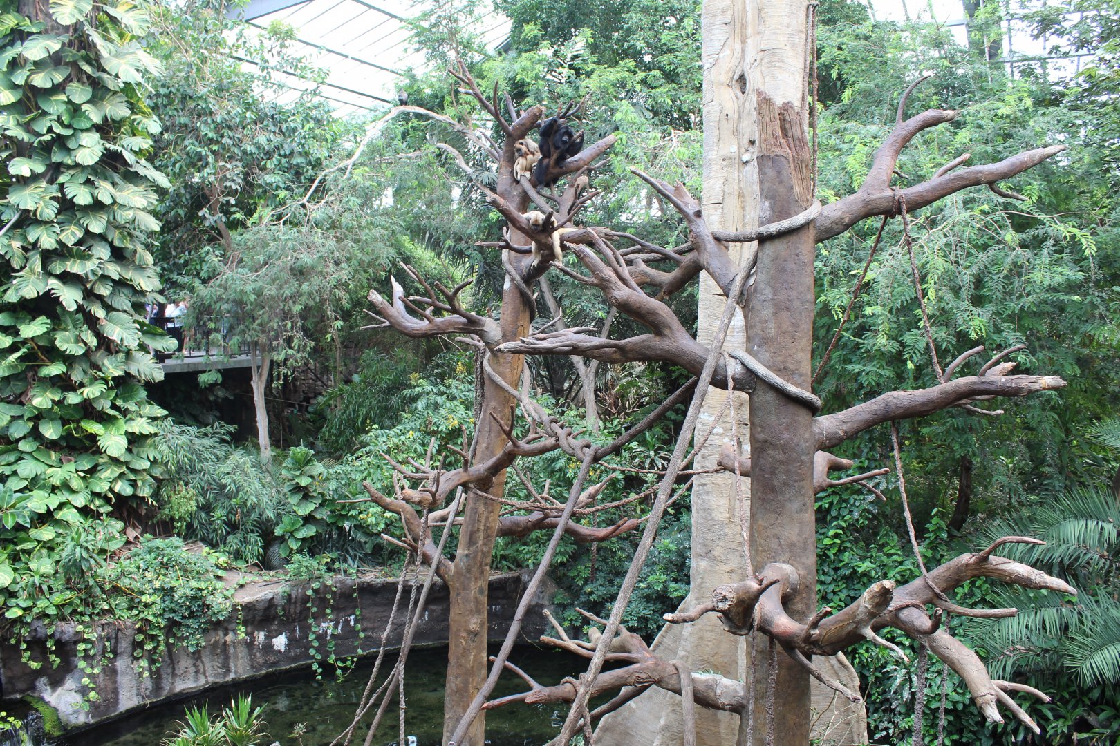 Black Howler Monkey & Wolf's Guenon Exhibit - Lied Jungle