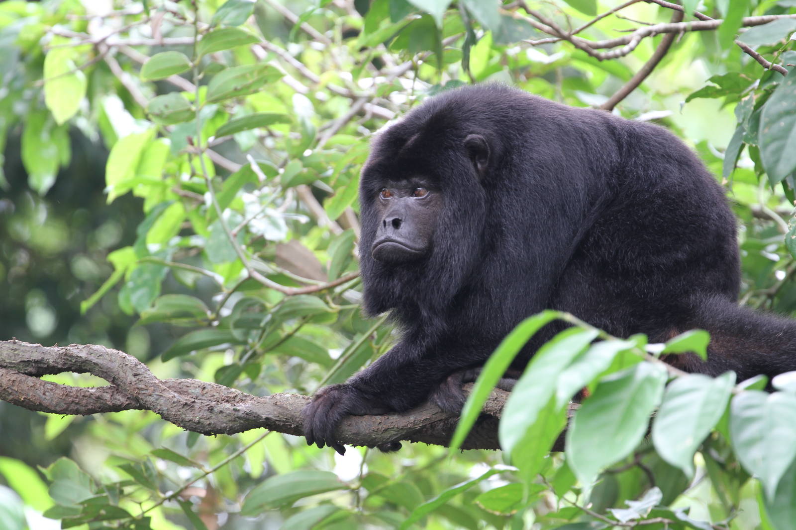 Black Howler Monkey