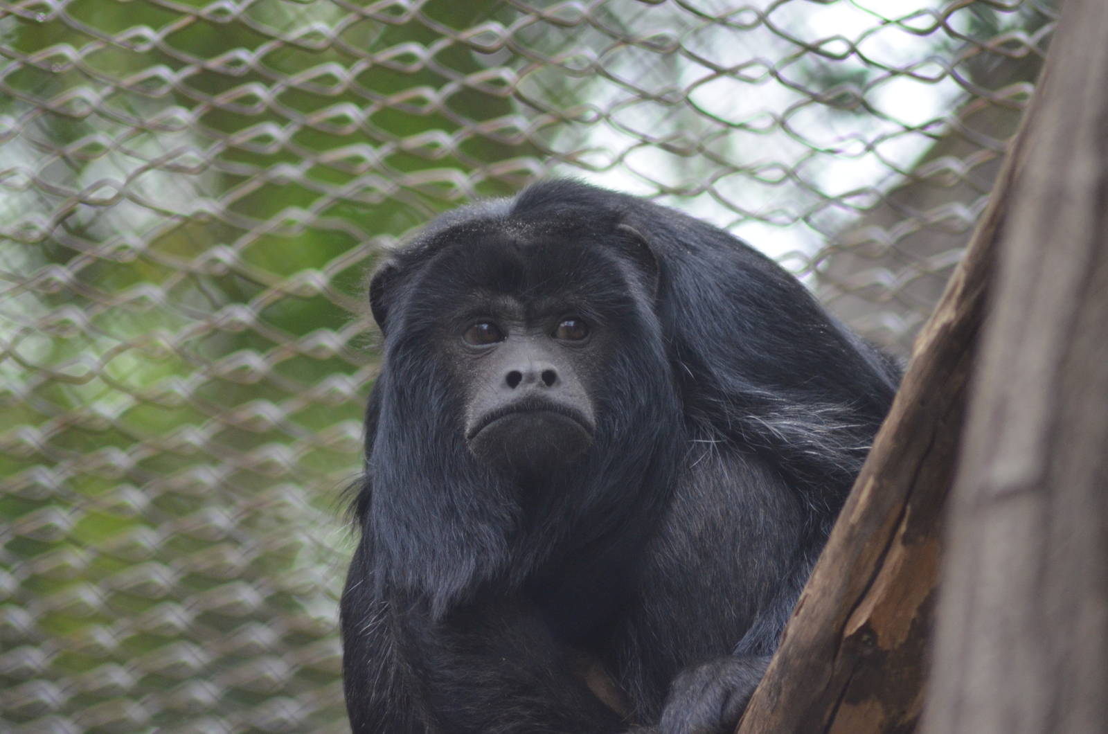 Black Howler Monkey
