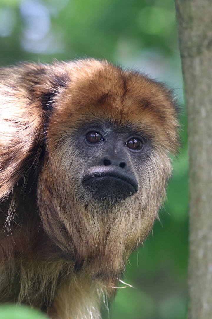 Black howler monkey