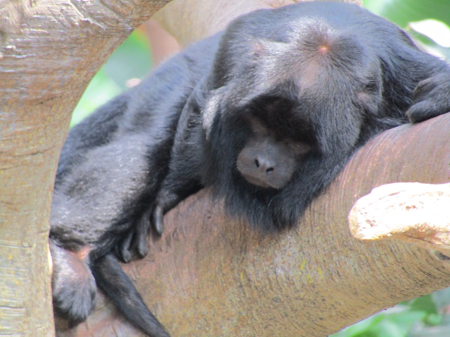 Black Howler Monkey