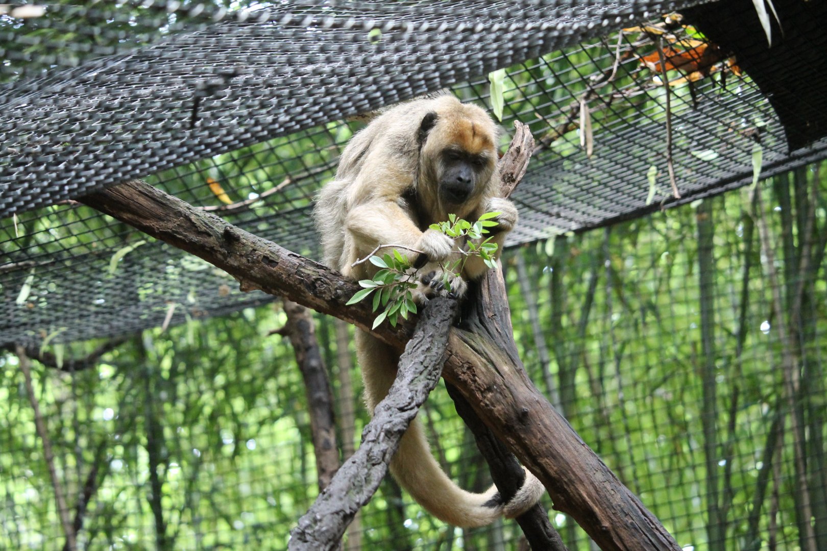 Black howler monkey