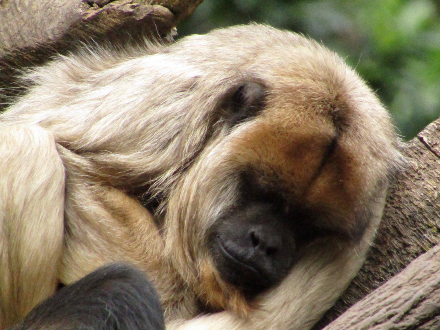 Black Howler Monkey