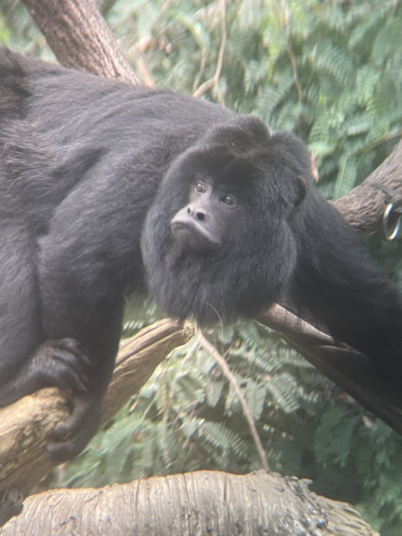 Black Howler Monkey