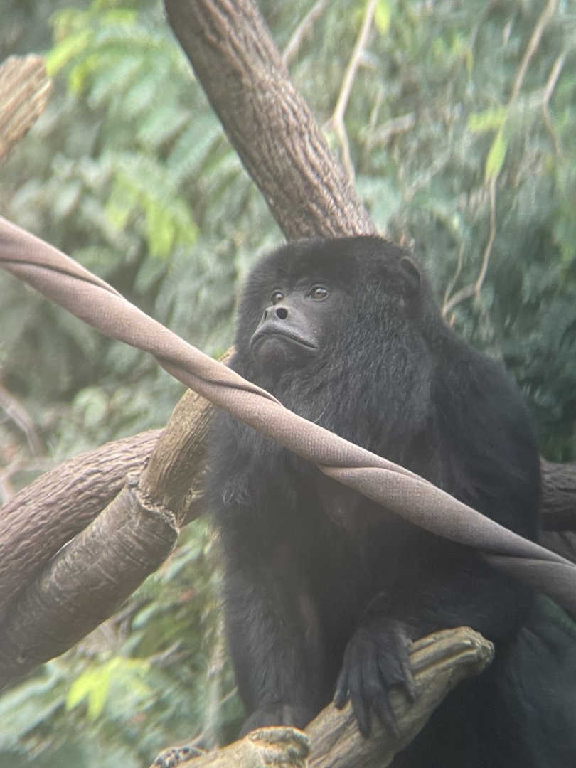 Black Howler Monkey