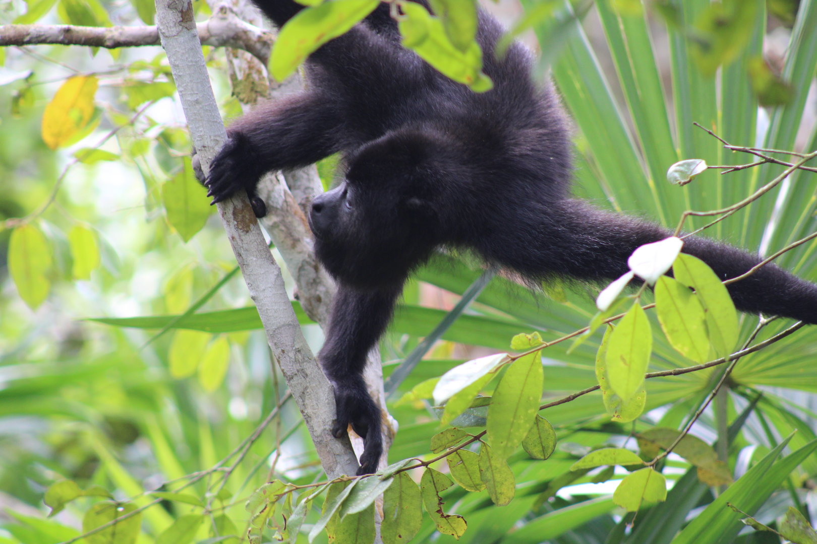 Black Howler Monkey