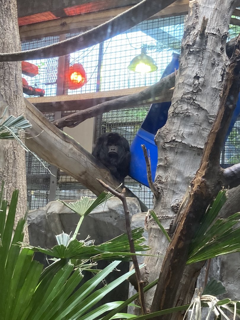 Black Howler Monkey