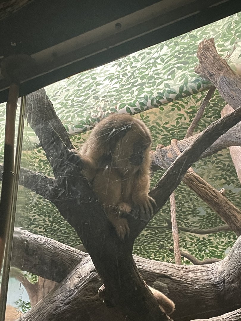 Black Howler Monkey
