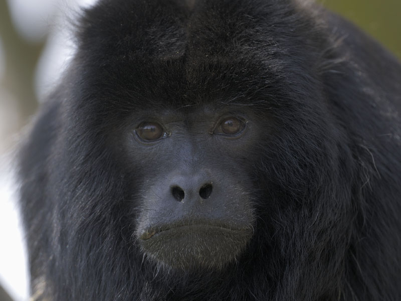 Black howler monkey