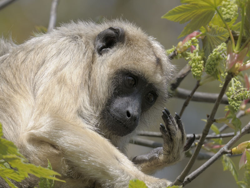 Black howler monkey