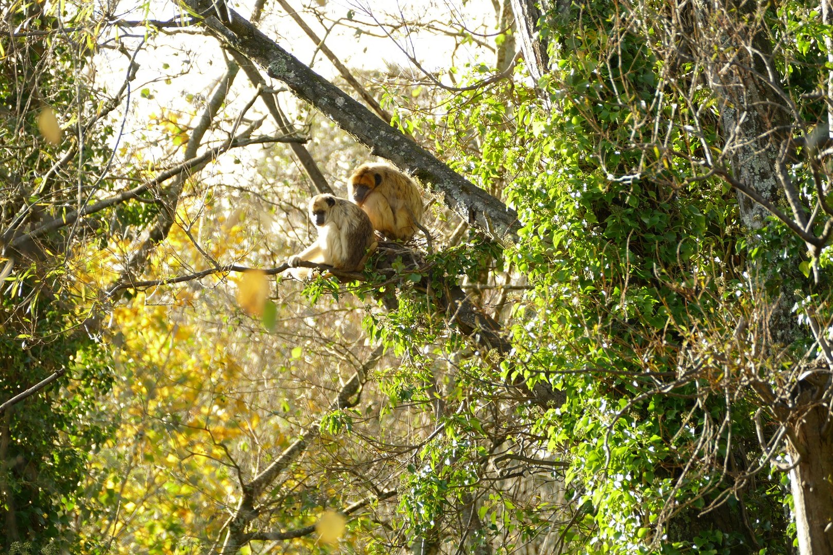Black Howler Monkeys, 17 November 2022
