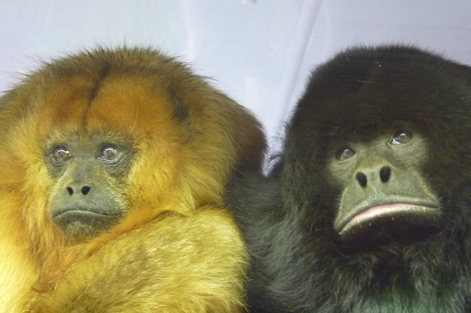 Black Howler Monkeys, 4 December 2012