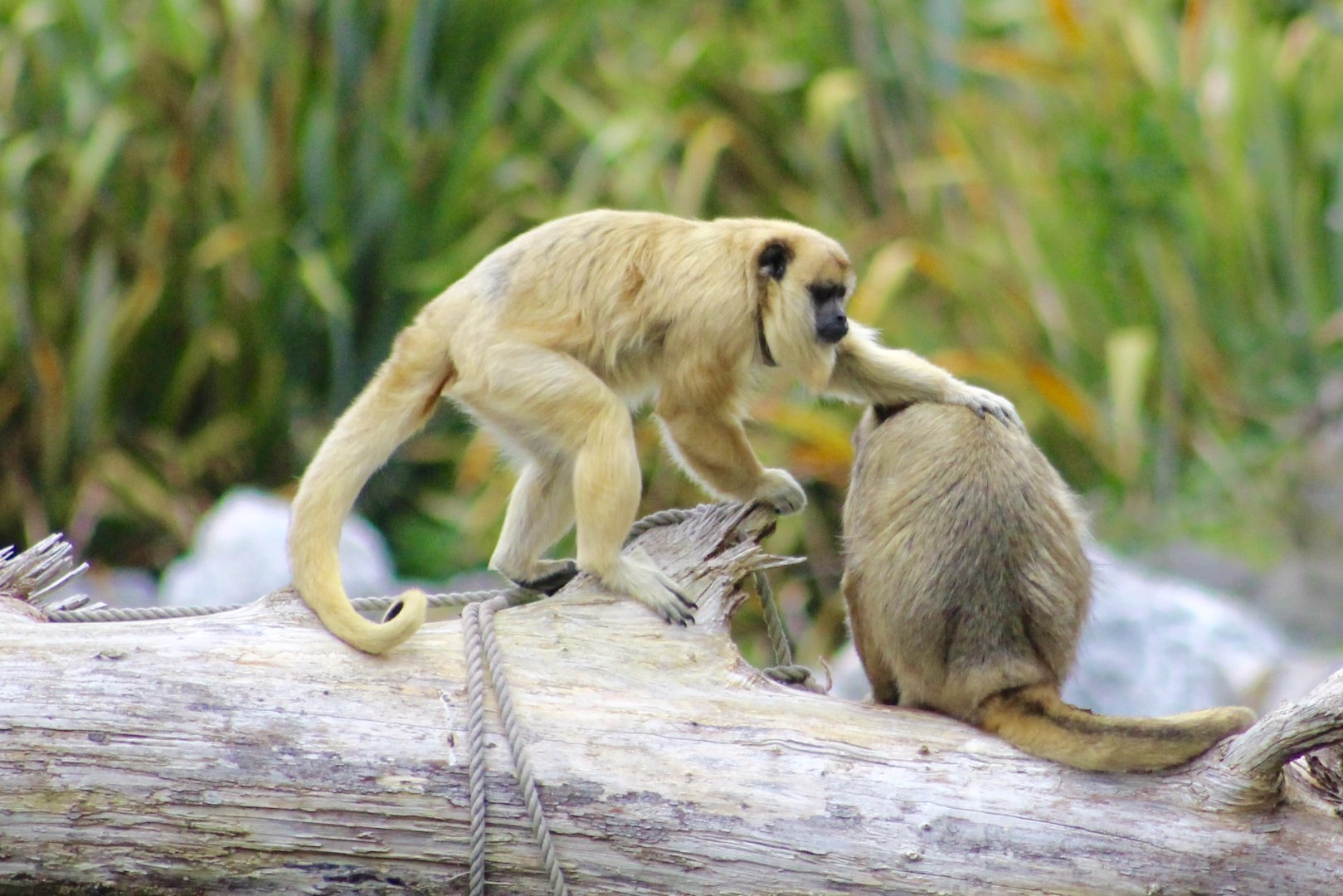 Black howler monkeys (Alouatta caraya) at Fota Wildlife Park - 08/07/2021