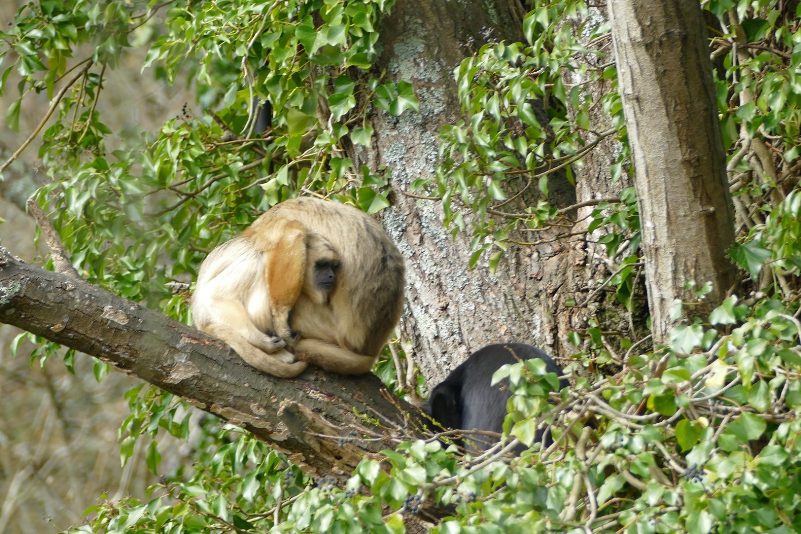 Black Howler Monkeys, April 2022