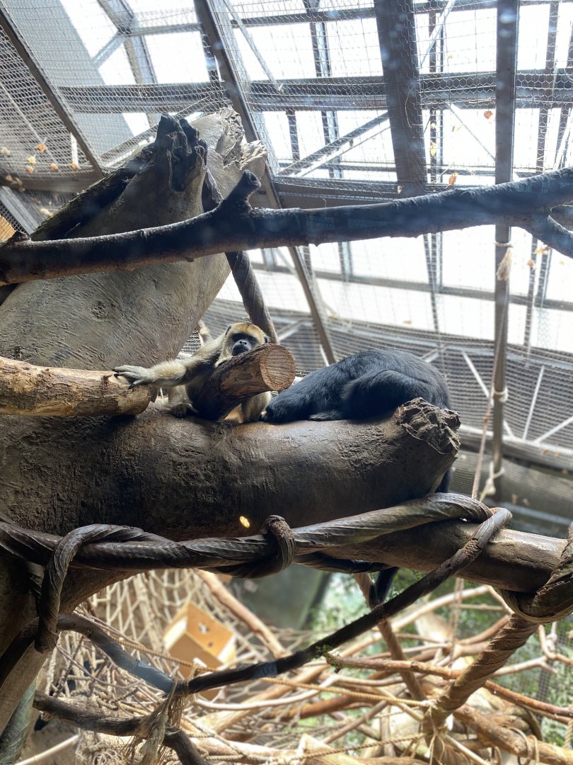 Black Howler Monkeys - Beardsley Zoo
