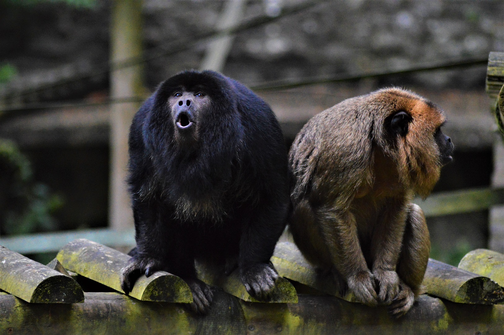 Black howler monkeys calling