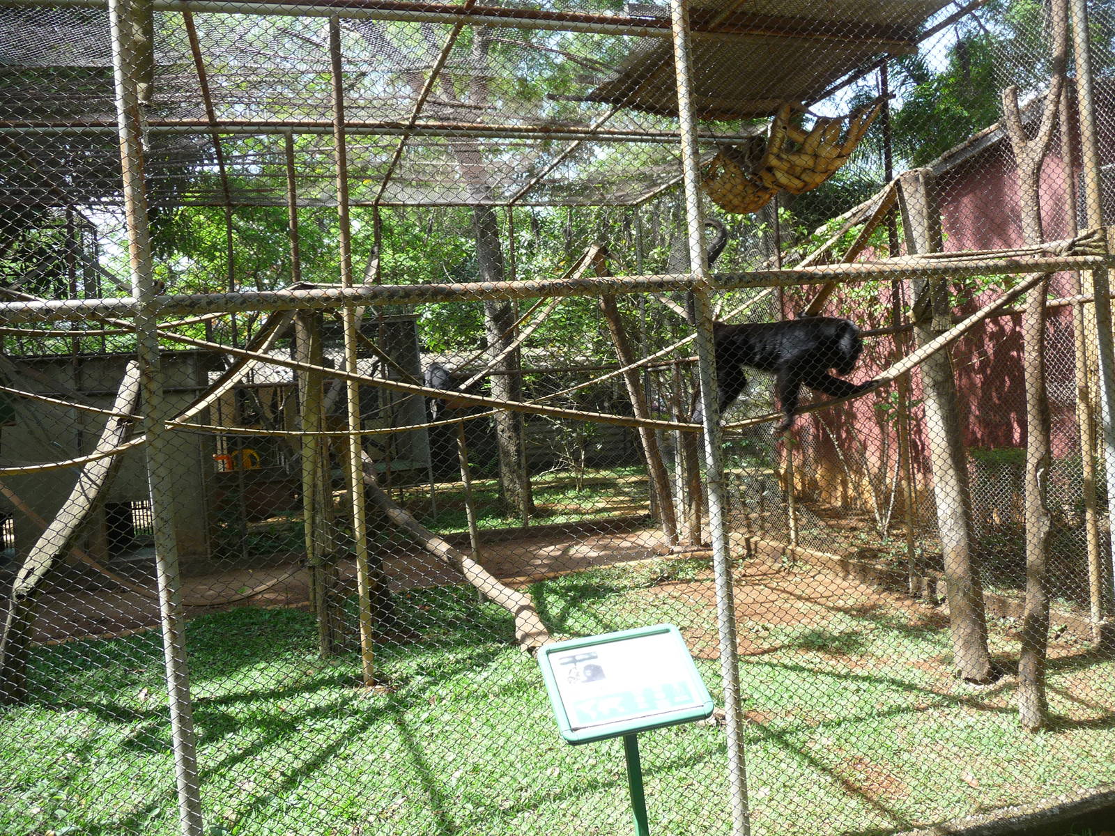 black howler monkeys exhibit brazilia zoo
