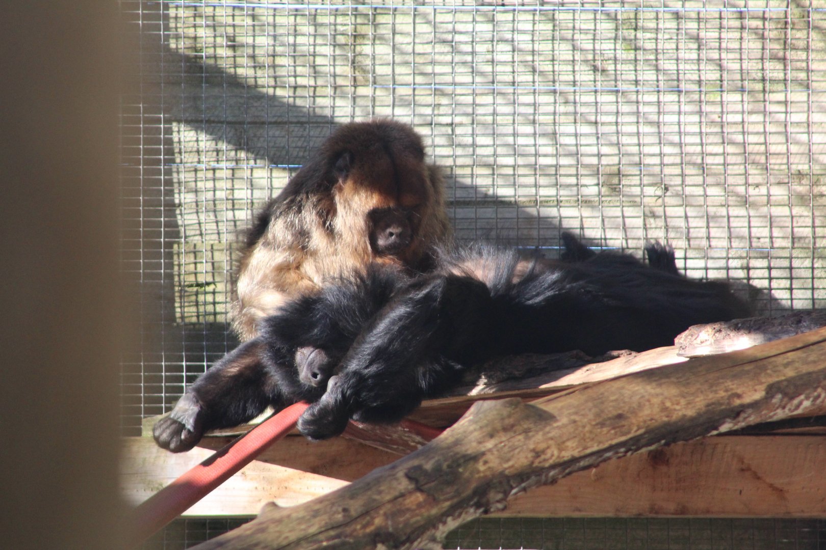 Black Howler Monkeys ‘Fernando’ and ‘Zouch’