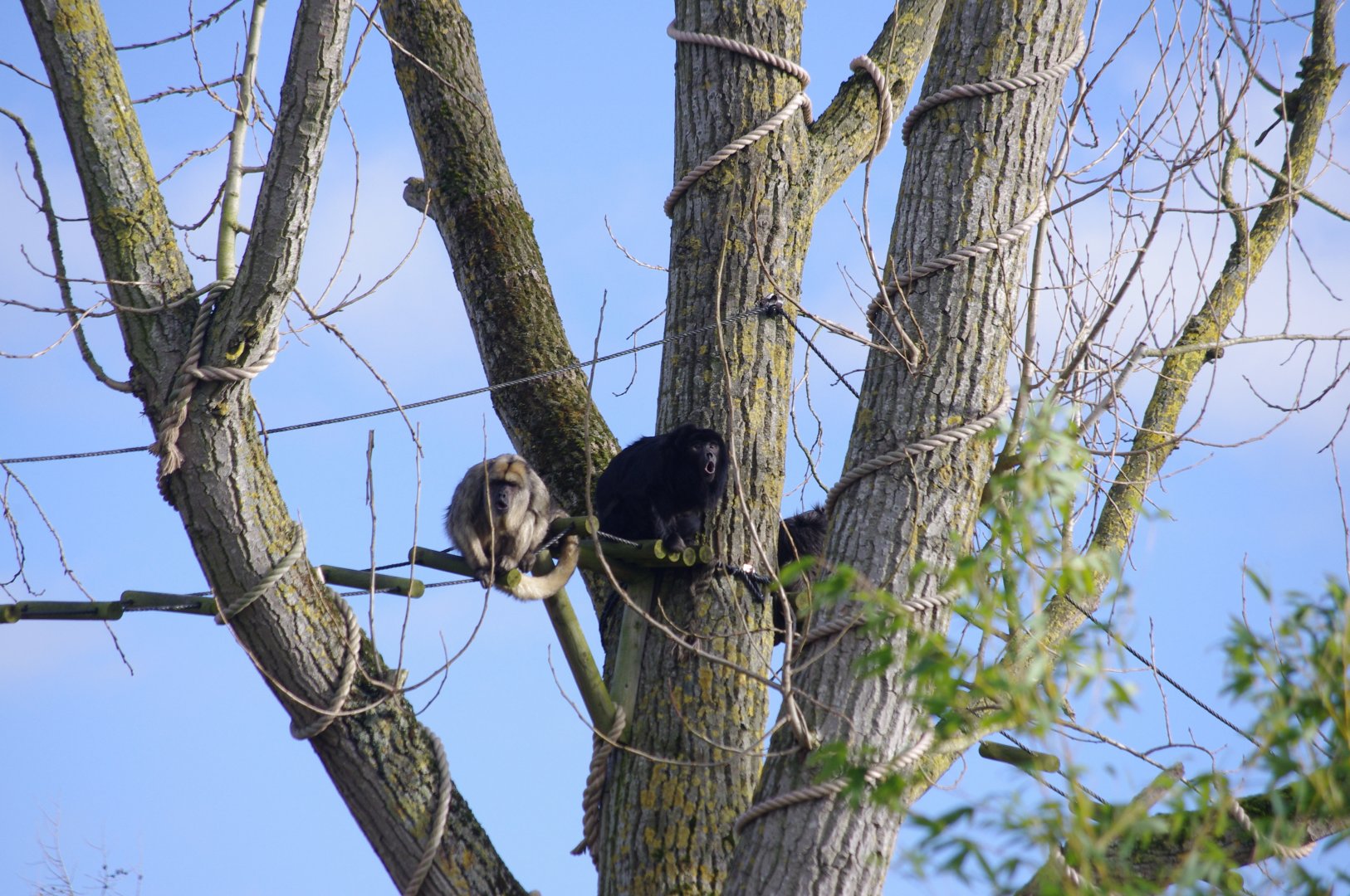 Black Howler Monkeys in action- 19/2/2024