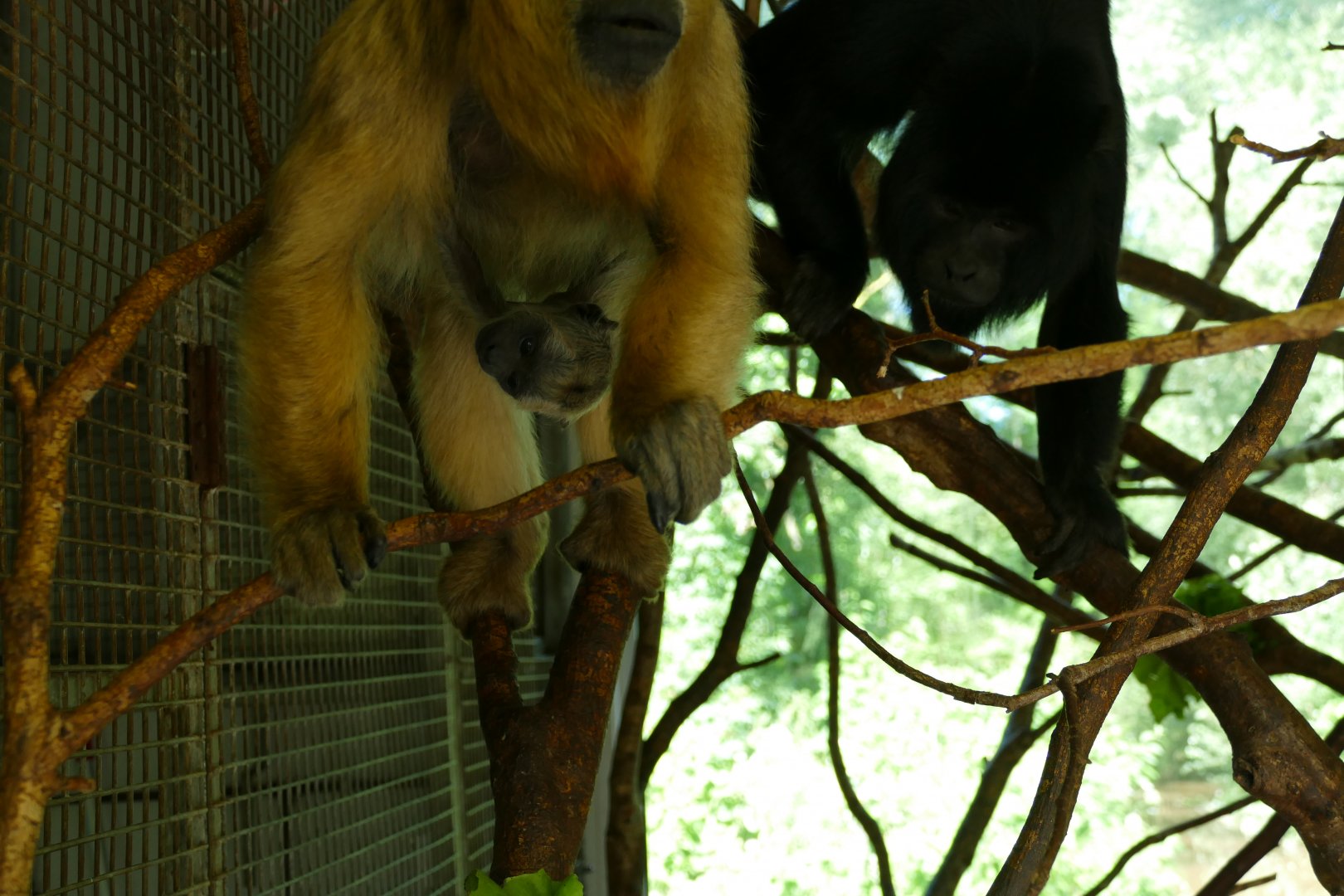 Black howler monkeys, June 2018