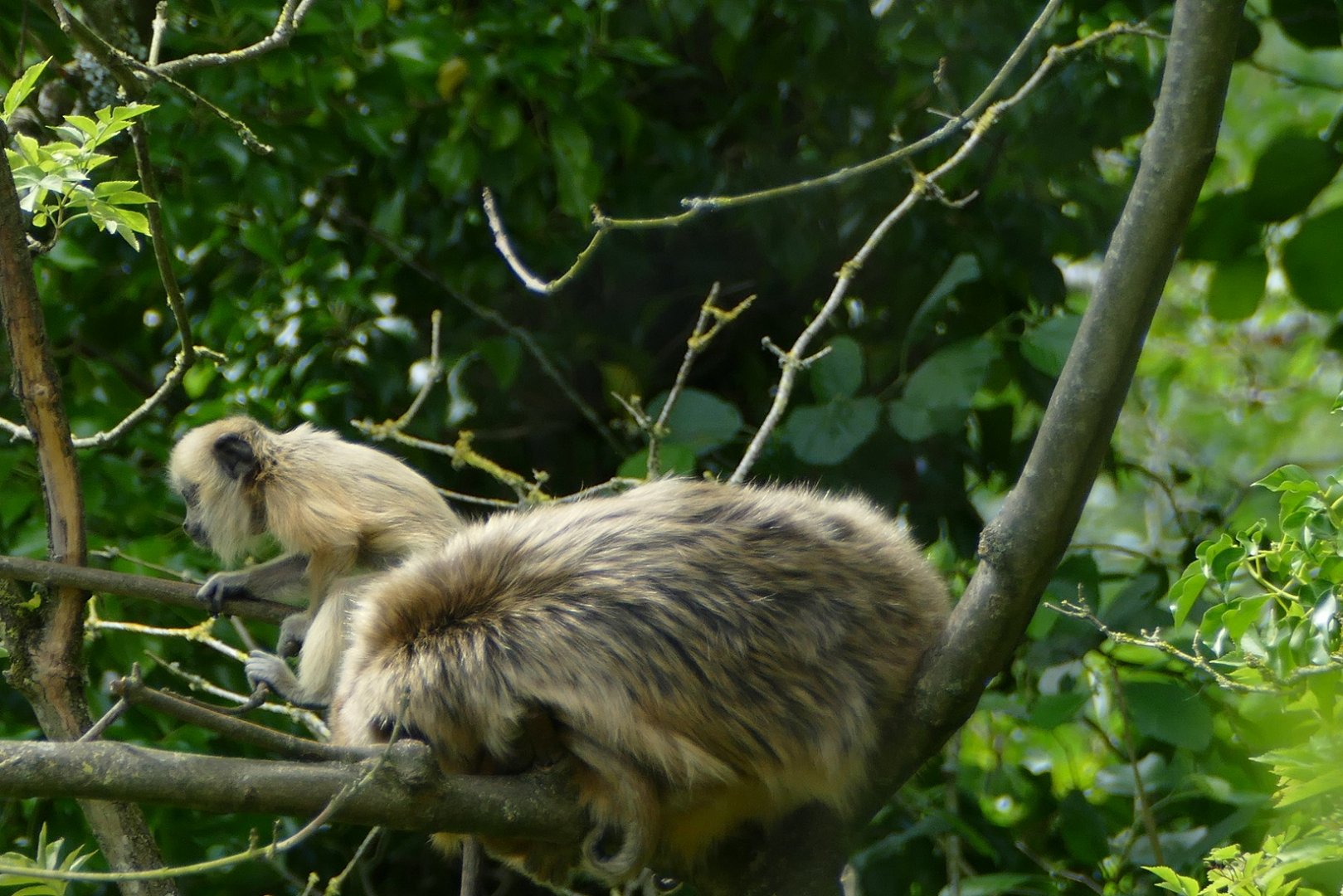 Black howler monkeys, re-opening day 6 July 2020