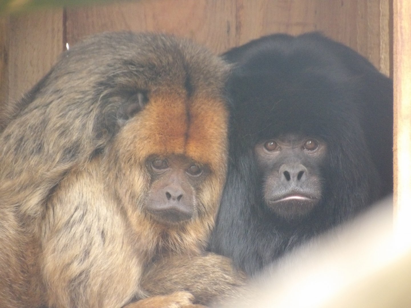 Black Howler Monkeys - Zouch and Fernando