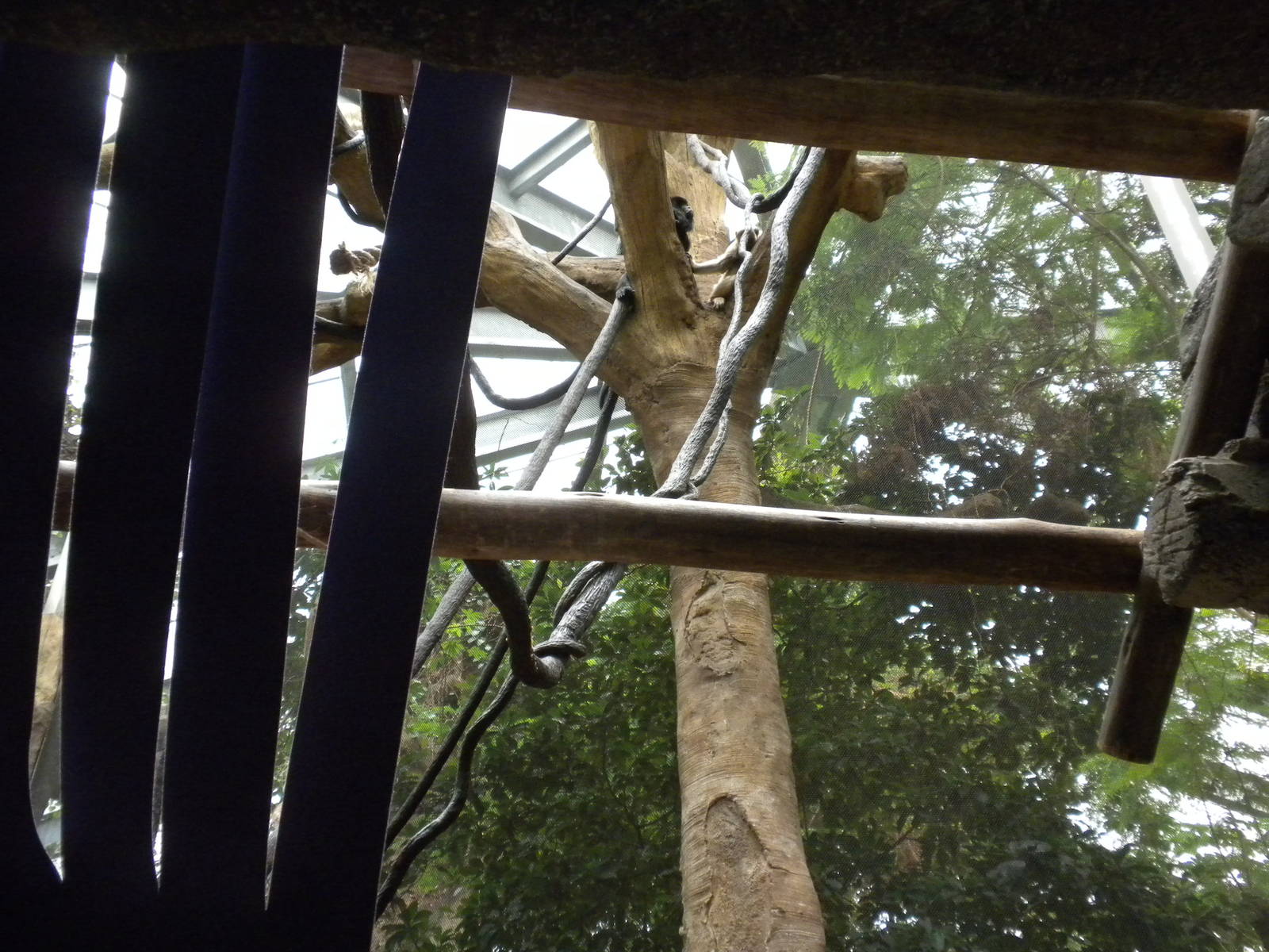 Black Howler Monkeys