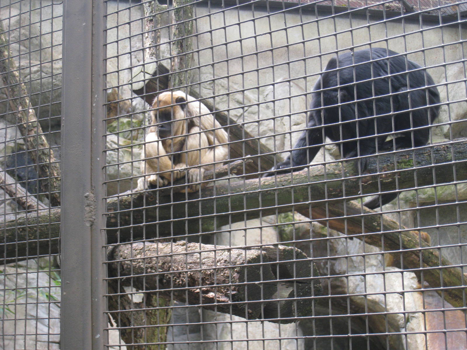 Black Howler-Monkeys