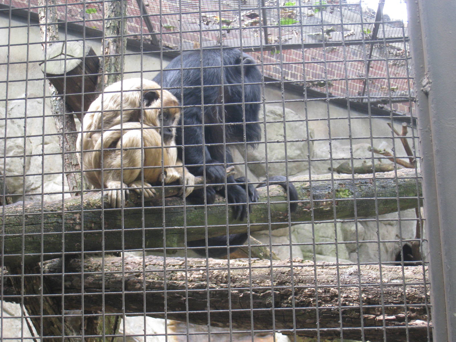 Black Howler-Monkeys
