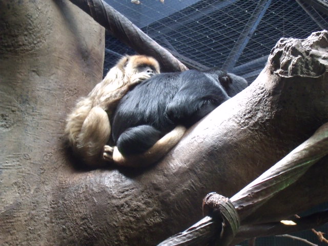 Black Howler Monkeys