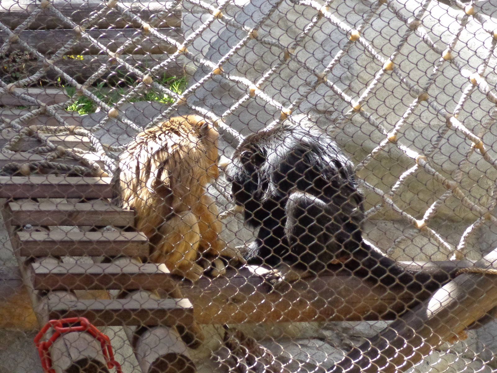 Black Howler Monkeys