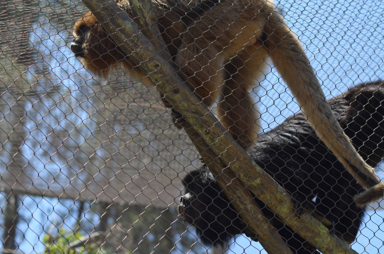 Black Howler Monkeys