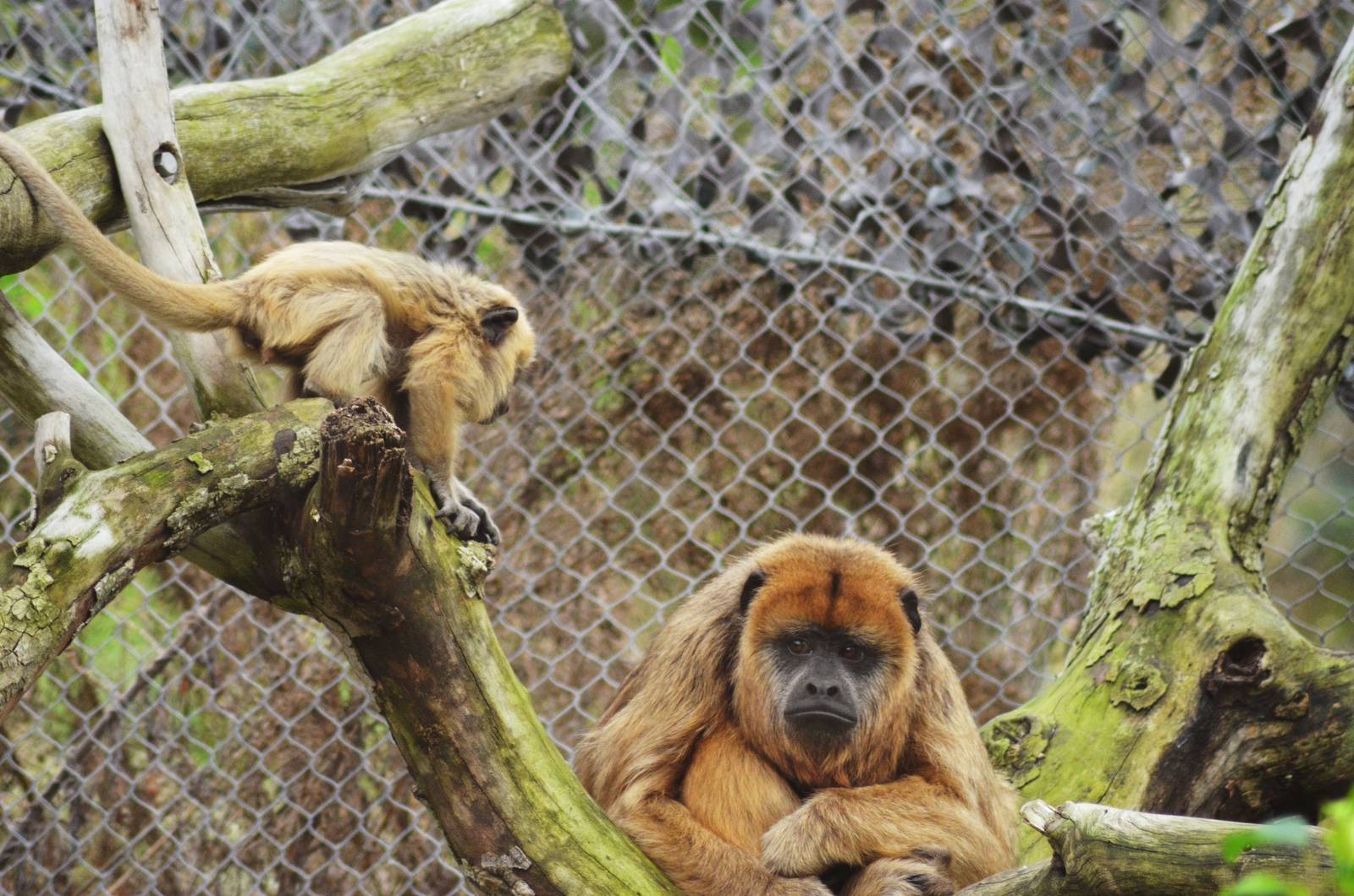 Black Howler Monkeys