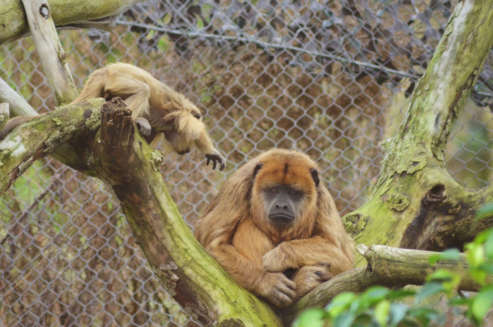 Black Howler Monkeys