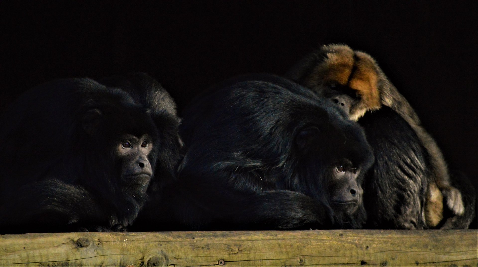 Black howler monkeys