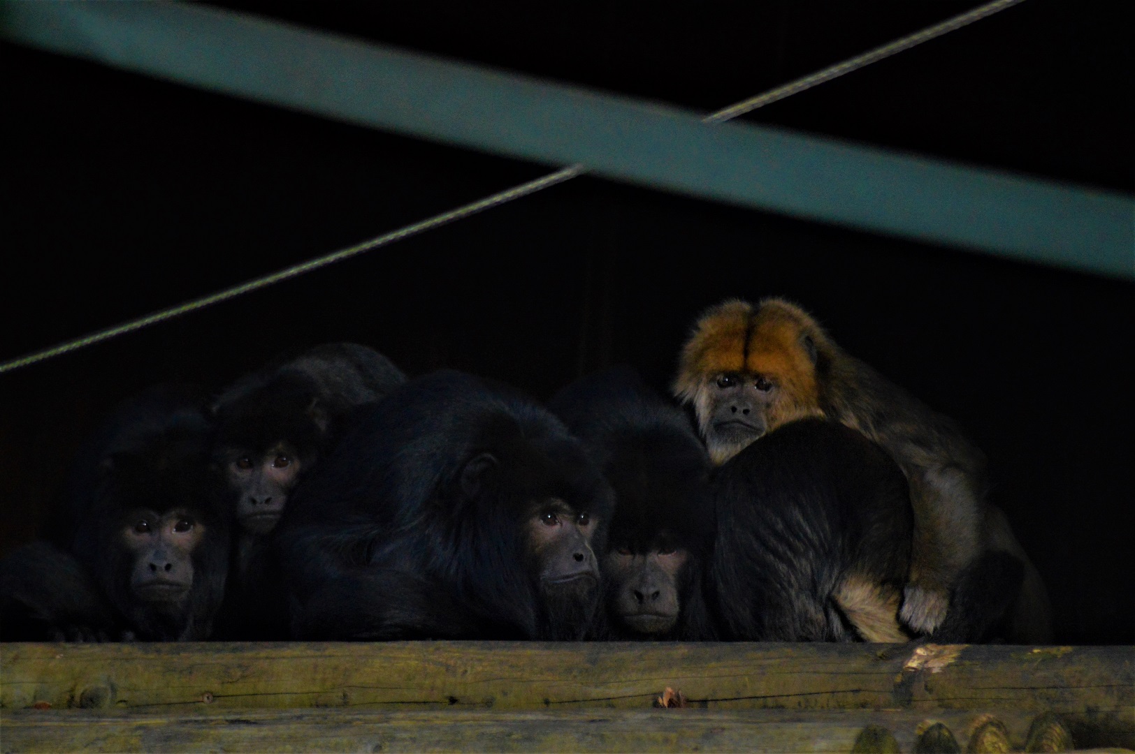 Black howler monkeys