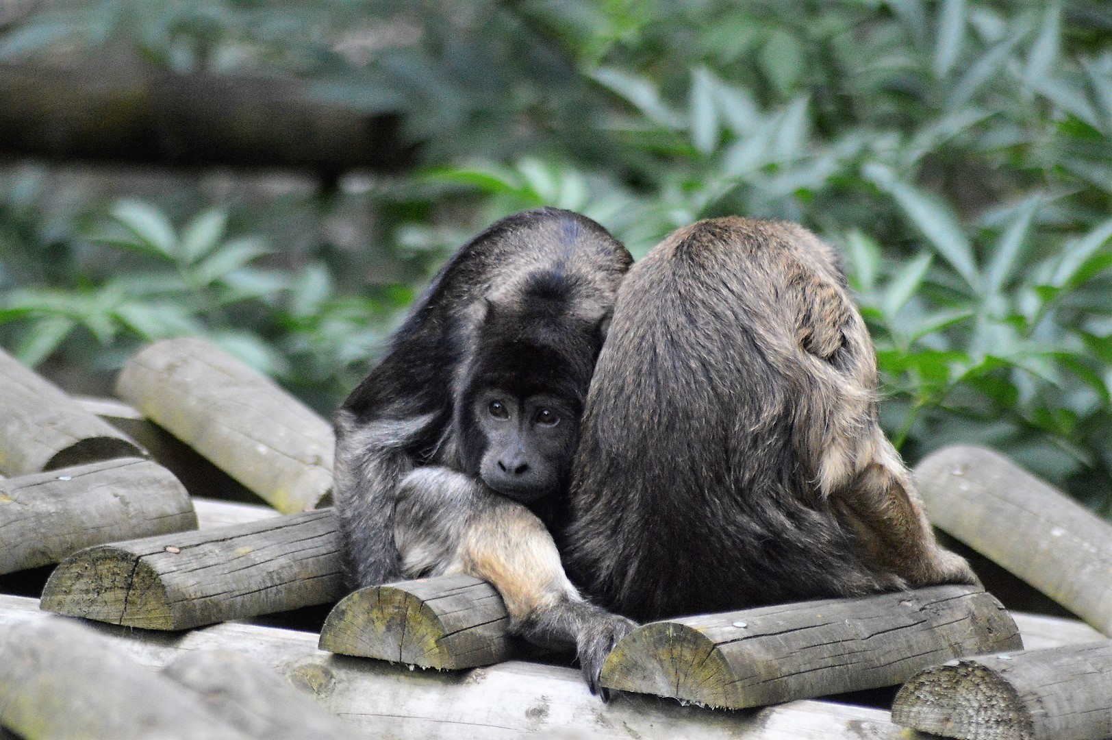 Black howler monkeys